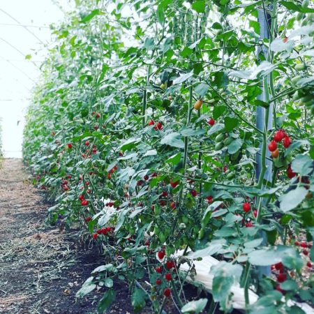 Coltivazione pomodori pachino