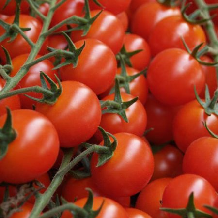 Pomodoro ciliegino di sperlonga