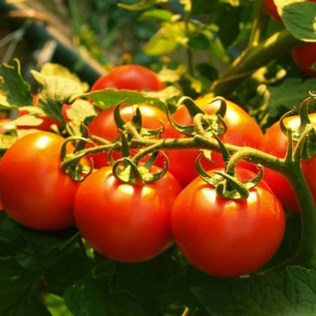 Pomodoro grappolo di sperlonga